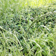 【身近に潜む危険】恐怖の殺人害虫!クモの仲間でダニの一種【マダニ】注意報!!狙われない為には?