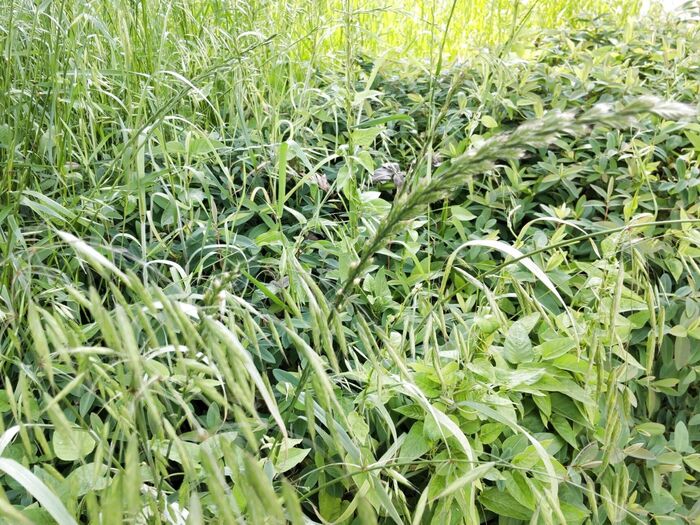 【身近に潜む危険】恐怖の殺人害虫!クモの仲間でダニの一種【マダニ】注意報!!狙われない為には?