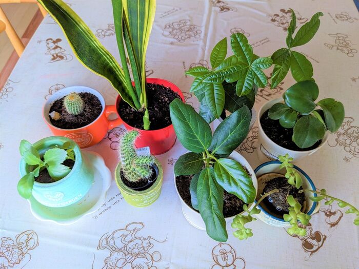 【お部屋のあちこちに観葉植物おいています】