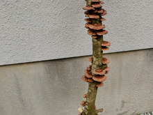 植物でこういうの見かけたら危険信号のお知らせ