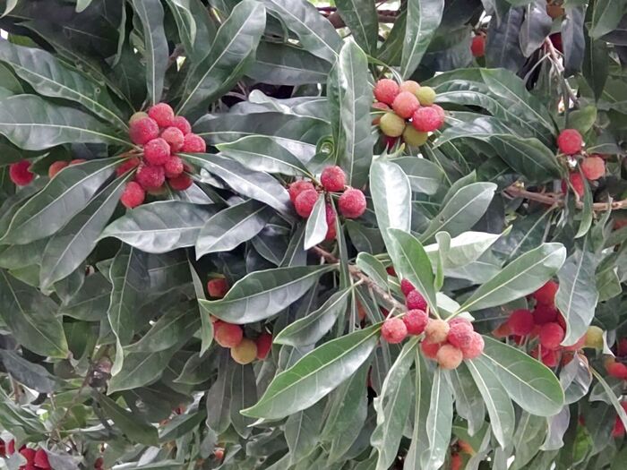 【6月道端の植物】都会の車が通る道路沿いに高級な果物、幻の果物が!♡花言葉は「ただひとりを愛する」