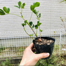 「これって何の苗だっけ?」【知り合いのおじいさんにもらった苗】よく食べてるやつだったか〜!!