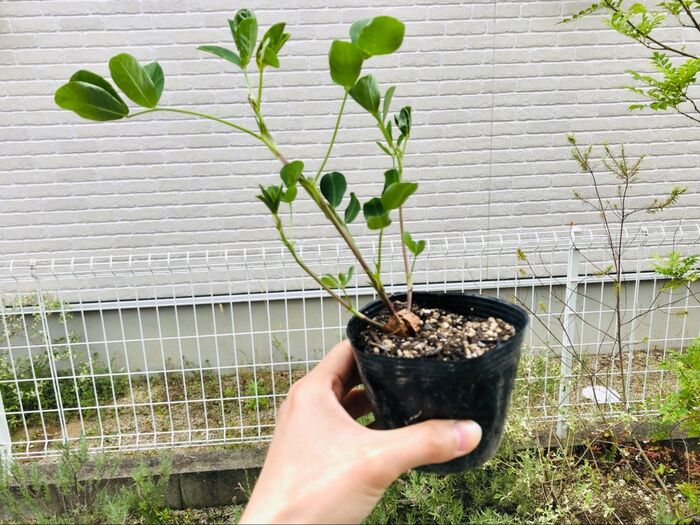「これって何の苗だっけ?」【知り合いのおじいさんにもらった苗】よく食べてるやつだったか〜!!