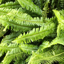 【6月道端の雑草】びっくり!ニョロニョロ似のシダは「愛嬌」あり!実は、素敵な花言葉があるんですー!