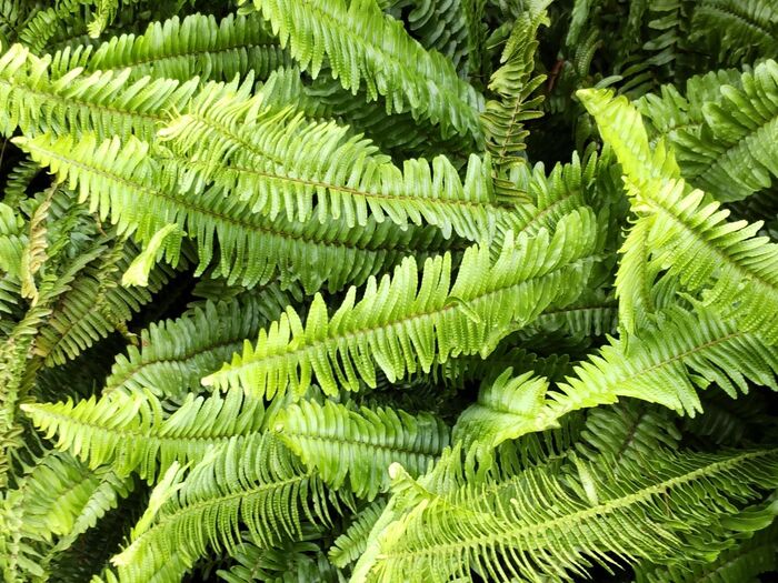 【6月道端の雑草】びっくり!ニョロニョロ似のシダは「愛嬌」あり!実は、素敵な花言葉があるんですー!