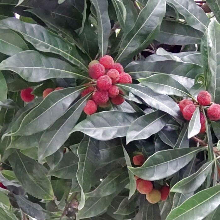 ヤマモモの花言葉は「教訓」「 一途」「ただひとりを愛する」