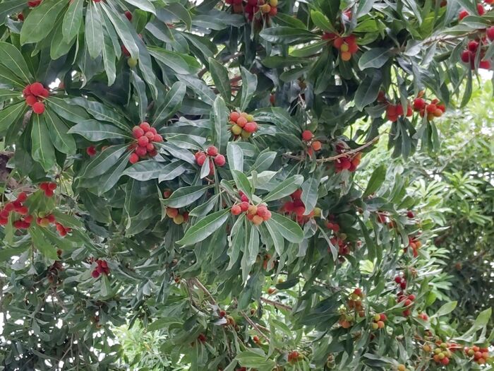 「ヤマモモ」は、綺麗な赤い色で、表面がつぶつぶしているのが特徴の果物