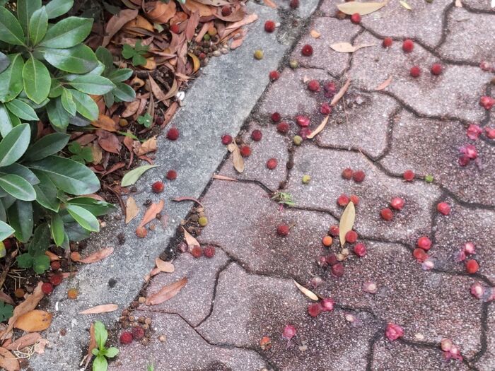 道端に幻の果実がたくさん落下しています。もったいない～！