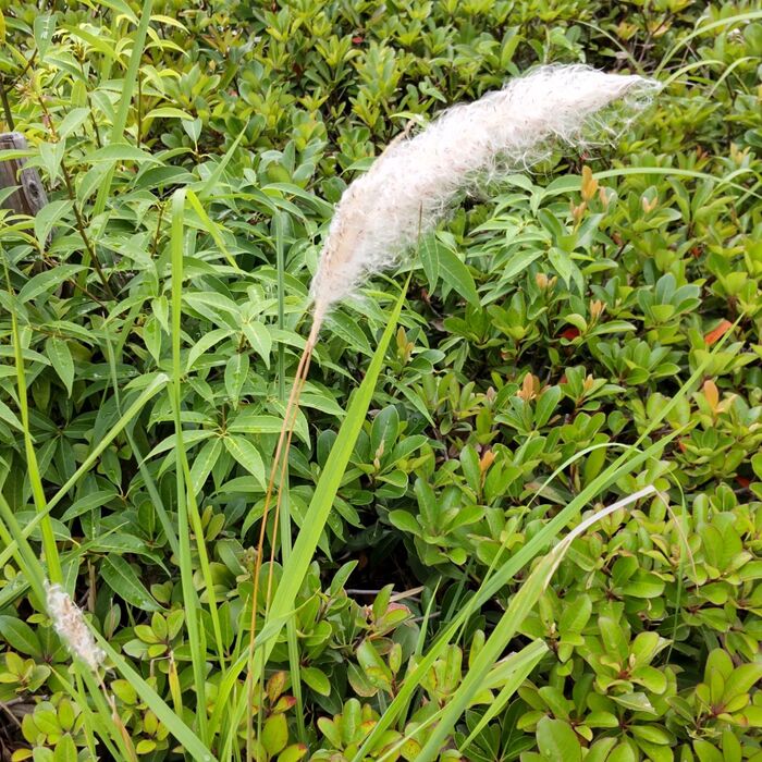 【6月の道端の危険な雑草】綿菓子?世界最強の雑草?人体にどう影響がある?花言葉は「子供の守護神」