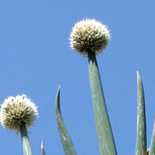 【ド根性の植物】青空の先の2本のネギ坊主、花言葉もド根性!ネギ坊主の食べ時はいつなの?