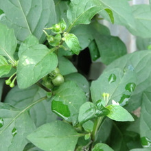 【6月道端の危険雑草】食べたらアウト!悪名高き「悪茄子」と「バカナス」の類似点、花言葉は「嘘つき」。