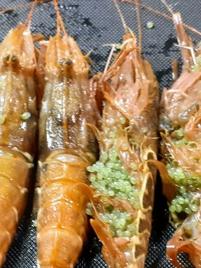 名前も見た目も冴えないけど…美味しい海老!