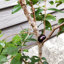 【6月雨の日のワクワク】この黒い物体は何でしょう?怖くてグロいけど、とても、貴重なものなんです!