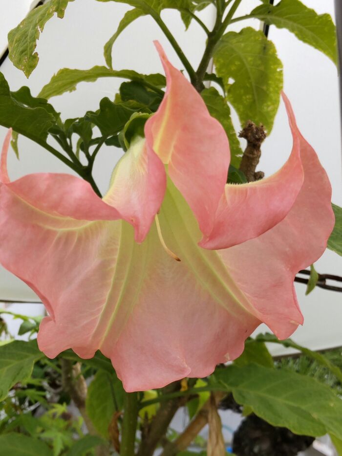 【6月の道端の身近な危険植物】美しいけれど超恐ろしいー!花言葉は「偽りの魅力」「あなたを酔わせる」