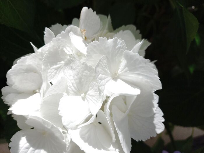 魅了される白♡