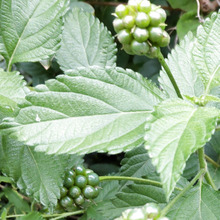 【6月道端の危険な実】お子様注意!実はこの可愛い実には、毒の「ランタニン」が含まれています!