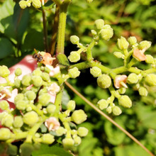 【6月道端の危険な雑草】高確率で昆虫に会える?ヤブガラシの花の不思議って?!別名は貧乏葛ー?!