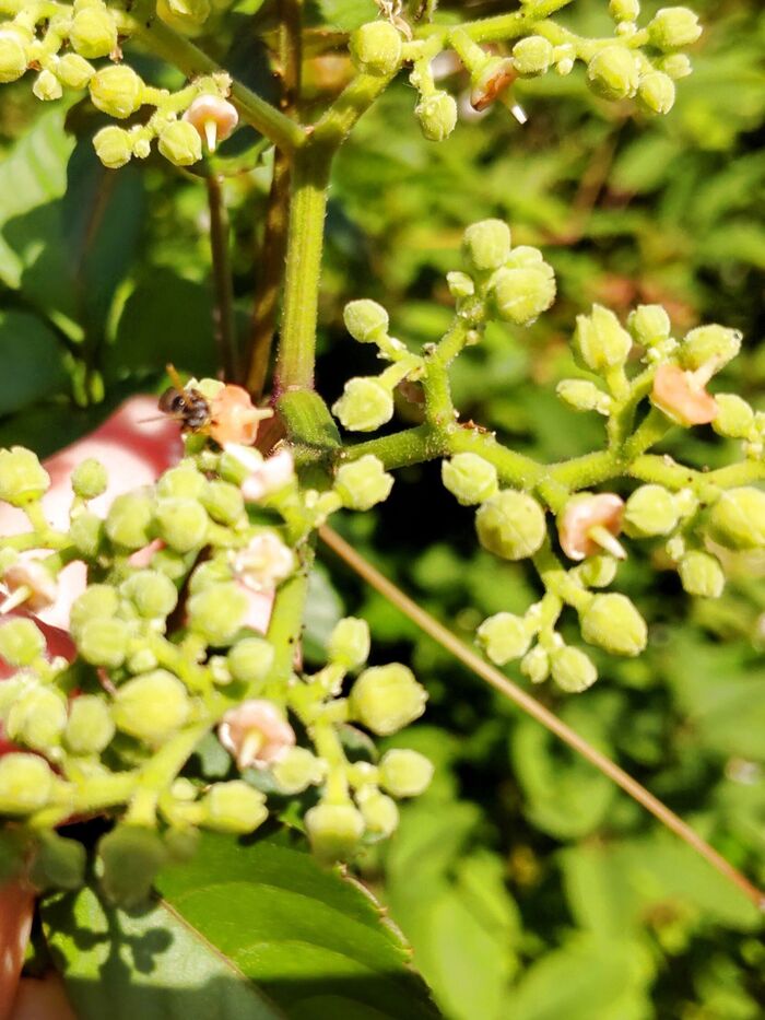 【6月道端の危険な雑草】高確率で昆虫に会える?ヤブガラシの花の不思議って?!別名は貧乏葛ー?!