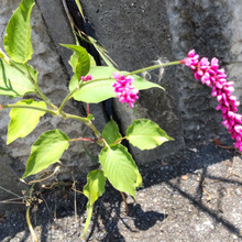 【6月熱中症が心配な暑い日の道端】凄い!愛すべき雑草♡いざという時に役に立つ植物?