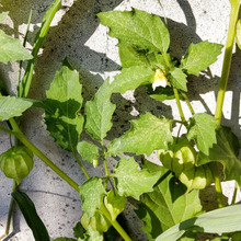 【6月道端の雑草】風船みたいで可愛いほおずき?ダメ!極悪!毒あり「悪茄子」と同じナス科の超厄介者!