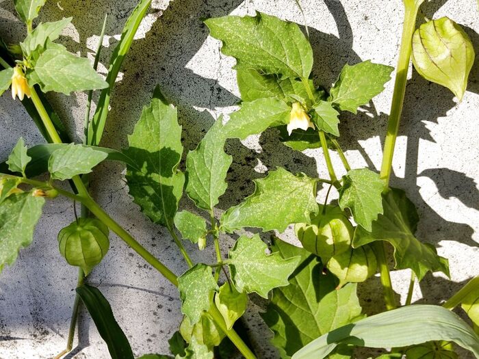 【6月道端の雑草】風船みたいで可愛いほおずき?ダメ!極悪!毒あり「悪茄子」と同じナス科の超厄介者!
