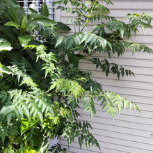 【6月道端の雑草】薬用植物と有毒を併せ持つ!食べちゃダメ!子どもなら6~8個で致死量に達する「実」!