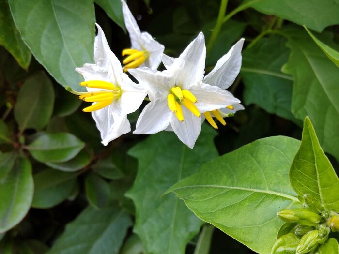 「ワルナスビ(悪茄子)」はアメリカ原産の ナス科 の 多年草 。最強レベルの厄介さです