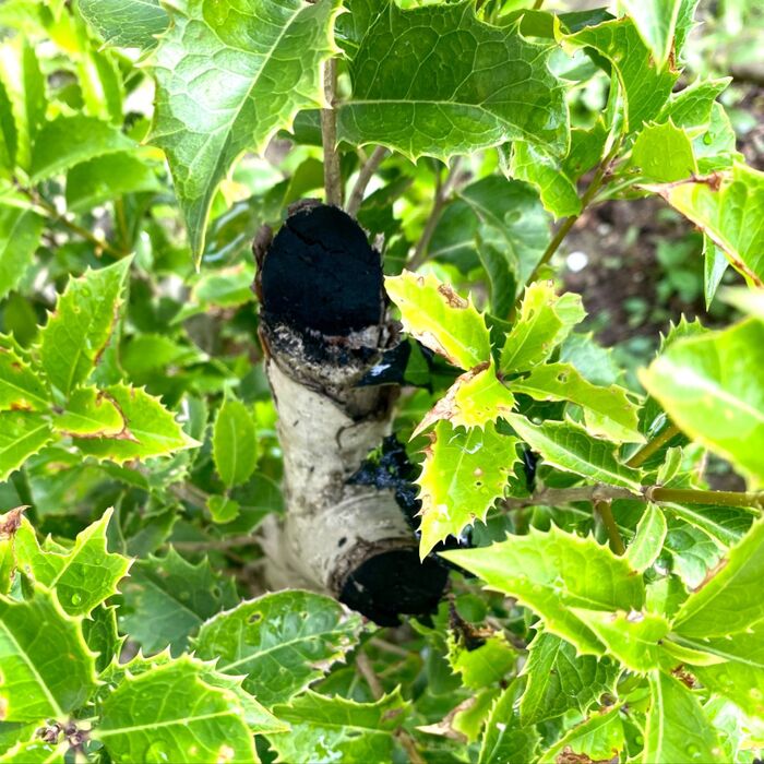 すごい効果を発揮!剪定した後はこれ!家で眠っていたら使って!
