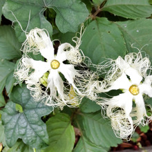 【6月の道端の雑草】いざという時に使えそう♡世にも不思議な花、発見です♡花言葉は「平凡の非凡」