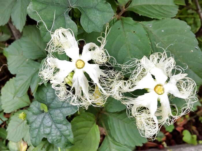 【6月の道端の雑草】いざという時に使えそう♡世にも不思議な花、発見です♡花言葉は「平凡の非凡」