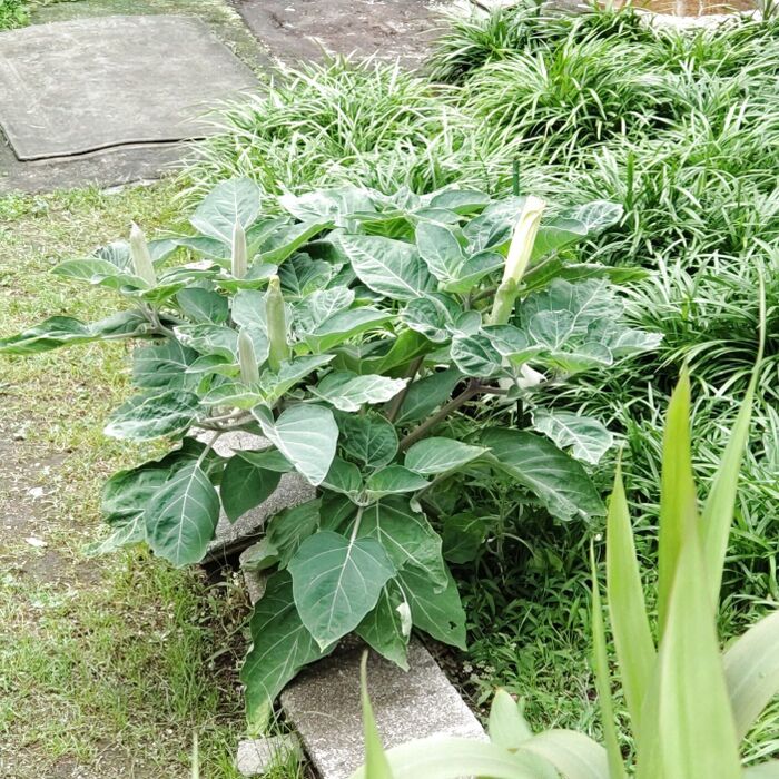 他の場所でも自生していましたよ