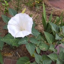 【6月の道端】猛毒!白い服を着た悪魔。花言葉は「死へのトランペット」「チョウセンアサガオ」とは