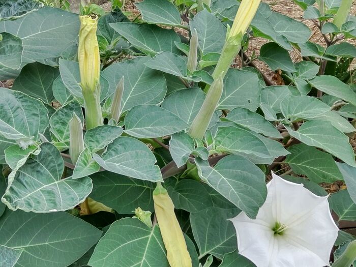 蕾も大きいですよ!沢山の花を咲かせます。「毒」があります