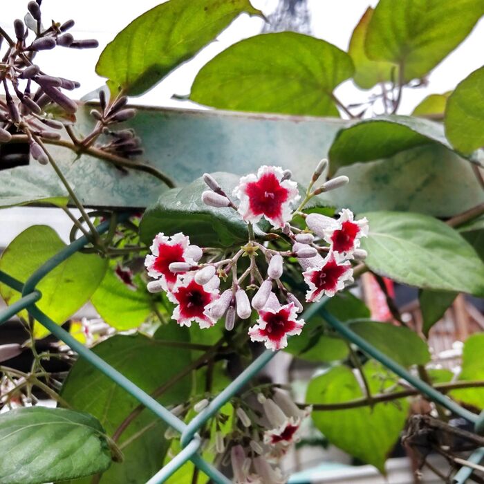 この植物は「ヘクソカズラ」です
