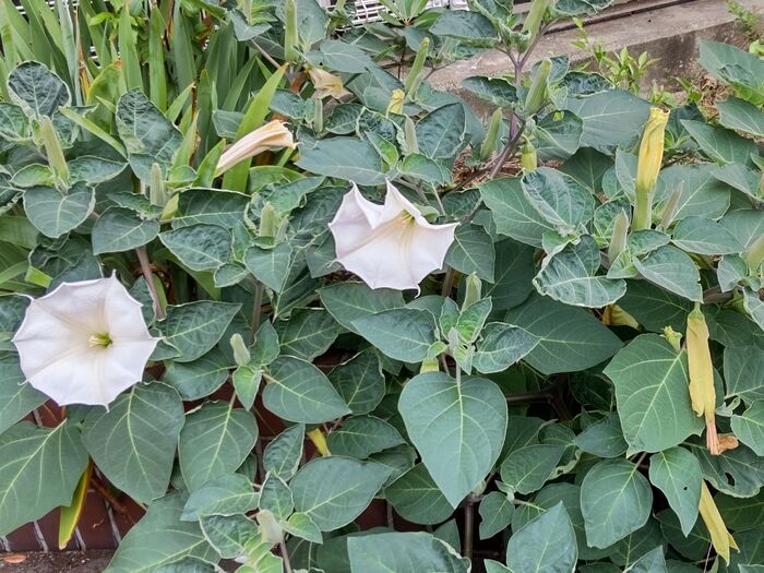 この植物は「チョウセンアサガオ(朝鮮朝顔)」です。別名「ダチュラ」「エンゼル・トランペット」