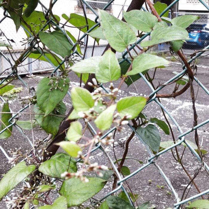 葉や茎に悪臭があることから屁屎葛(ヘクソカズラ)