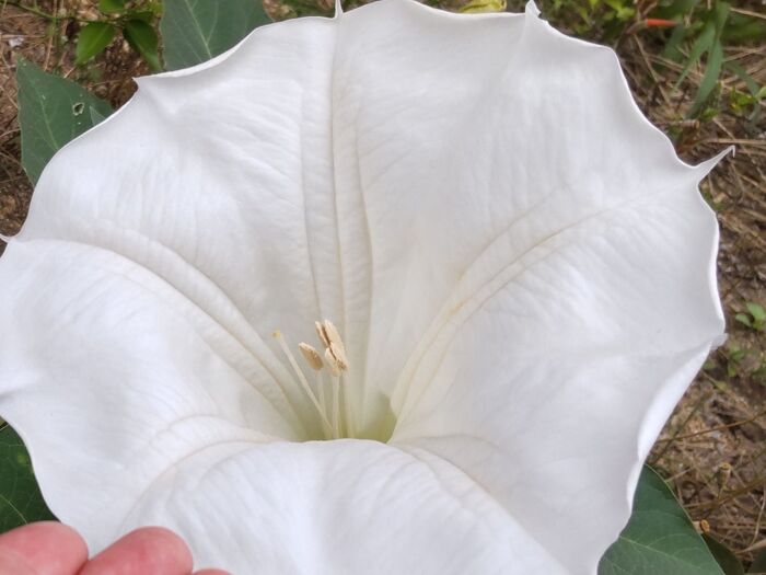 チョウセンアサガオの花言葉はチョウセンアサガオの花言葉は「夢の中」「陶酔」「あなたを酔わせる」という3つの花言葉のほか「死へのトランペット」と言われることも