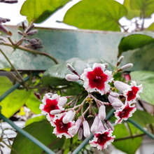 【6月の道端の雑草】可憐なお花なのに、悲報を呼ぶ!「ヘクソカズラ(屁屎葛)」の屁は強烈です?!