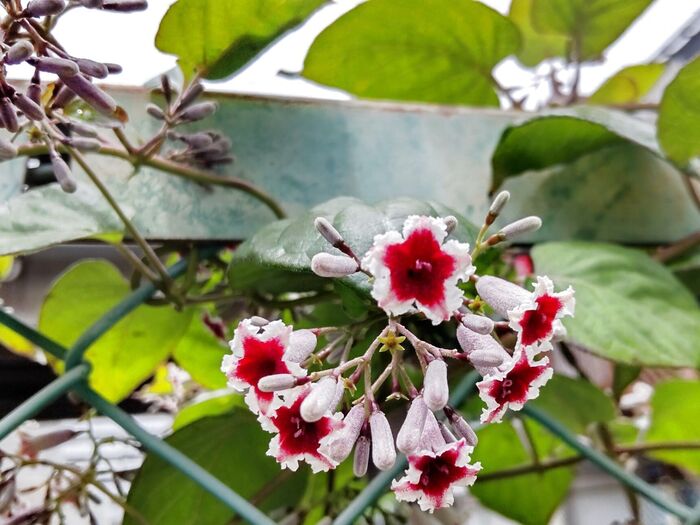 【6月の道端の雑草】可憐なお花なのに、悲報を呼ぶ!「ヘクソカズラ(屁屎葛)」の屁は強烈です?!