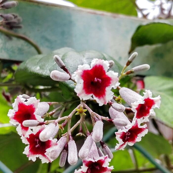 ヘクソカズラの花言葉は「人嫌い・意外性のある・誤解をときたい」