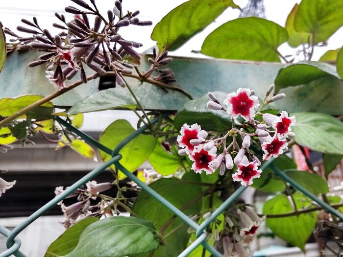 実には「インドール」というおならの匂い成分を含んでいます。有毒です