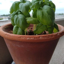 夏の準備・ハーブ苗の植え付け