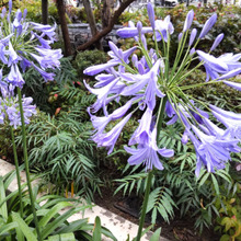 【6月梅雨の時期に見頃を迎える花】雨の日の楽しみ♡「愛の花」と呼ばれ、露も滴るいいお花(女)です。