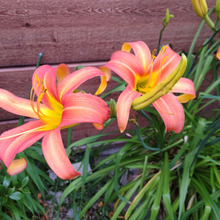 【6月の道端】凄いーー!いざという時に役立つ植物♡忘れる系の花言葉がズラリ並びます!