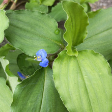 【6月道端の雑草】イザという時に役立つ!子どもと色遊びもができる♡別名は蛍草(ホタルグサ)