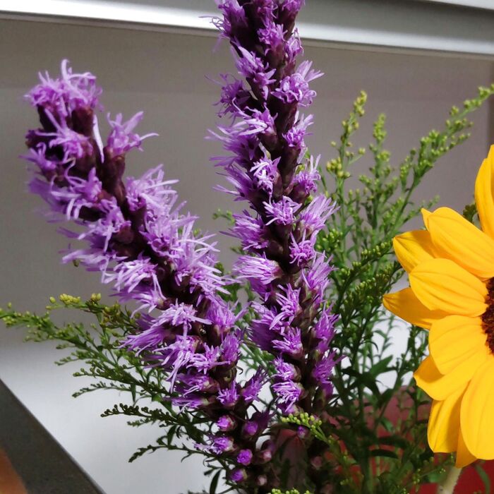 「リアトリス」が、上から下へと徐々に咲いていくのを楽しみましたよ。