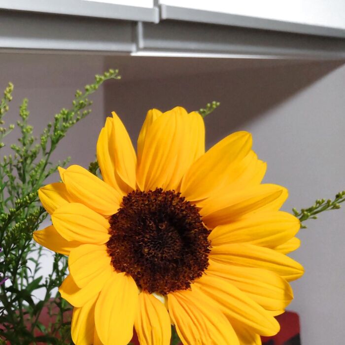 特別な道具は入りません 綺麗な水をうまく与え続けることです。