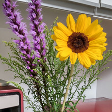 【切り花を長持ちさせるコツ】気軽に楽しむ♡夏らしい向日葵×リアトリスー!
