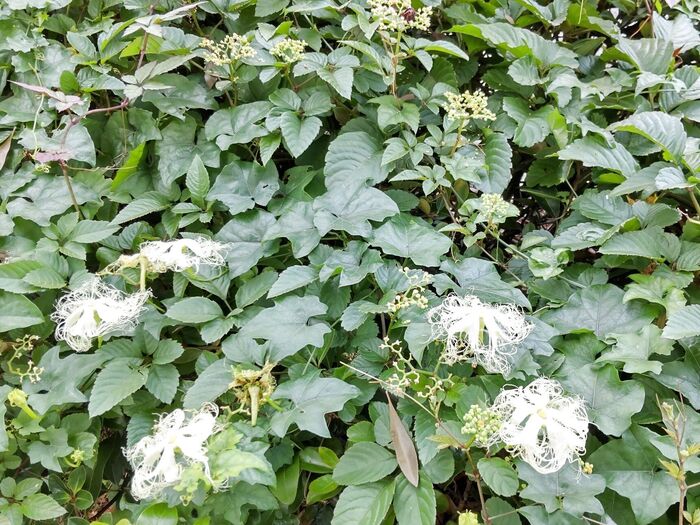 「カラスウリ」と「キカラスウリ」の開花時期の違いは?