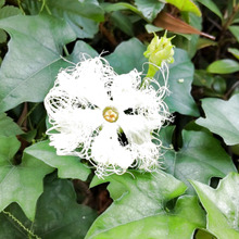 【6月末道端の雑草】夜だけ見れる不思議な花?はじめて開花した状態のお花が見れた!エイリアンみたいー!